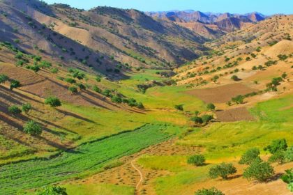 Three People Were Arrested for Stealing Pistachios from Pistachio Forests in Badghis Province