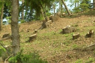 Smuggling Trees from Khost Province to Pakistan with the Cooperation of the Taliban