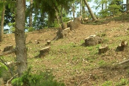 Smuggling Trees from Khost Province to Pakistan with the Cooperation of the Taliban