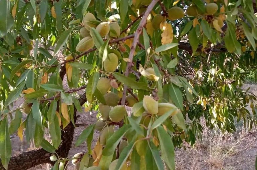 Gardeners' Criticism of the Taliban Group Regarding the 60% Reduction in Almond Yields in Samangan Province