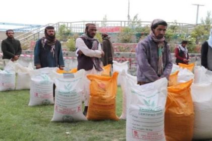 70,000 farmers receive organic wheat seeds from global organizations