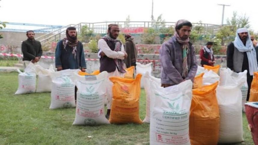 70,000 farmers receive organic wheat seeds from global organizations