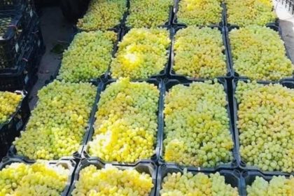 Kandahar exports $15 million worth of grapes to India and Pakistan