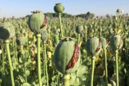 CIS expresses its concern about the continuation of drug trafficking from Afghanistan to the region