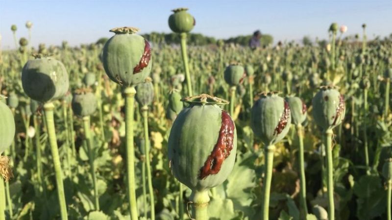 CIS expresses its concern about the continuation of drug trafficking from Afghanistan to the region