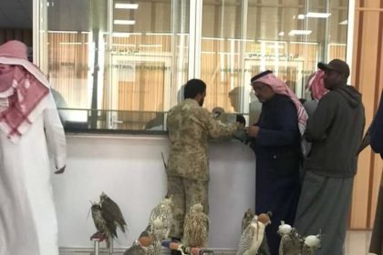 Rare Birds Transferred from Farah province by Qatari Arabs to Qatar