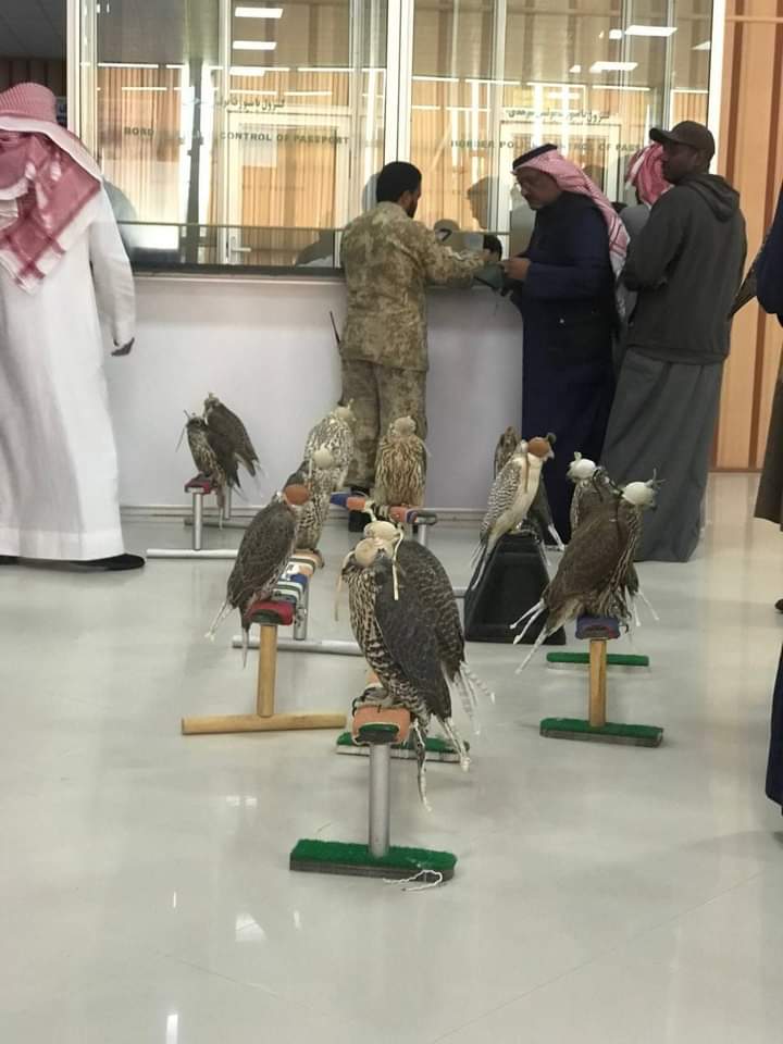 Rare Birds Transferred from Farah province by Qatari Arabs to Qatar