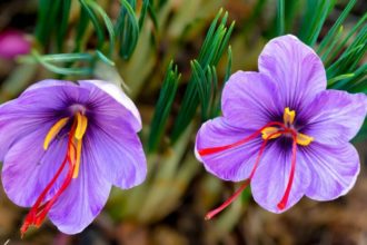 Kandahar Province Hosts Its Inaugural Saffron Exhibition