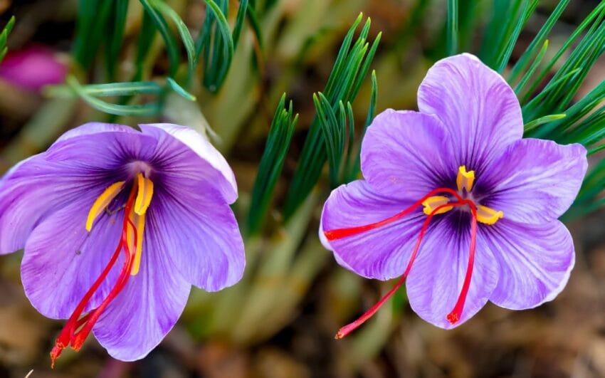 Kandahar Province Hosts Its Inaugural Saffron Exhibition