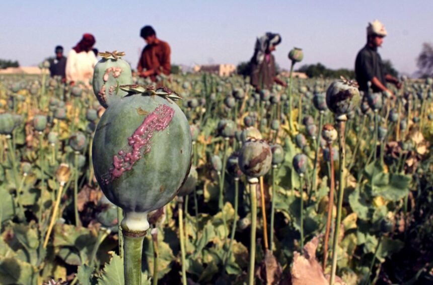 India: Afghanistan's Turmoil Spurs Rise in Drug Trafficking