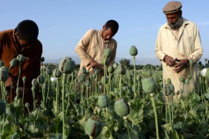 International Bodies Express Alarm Over Drug Cultivation and Production in Afghanistan