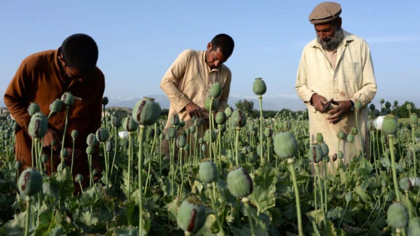 International Bodies Express Alarm Over Drug Cultivation and Production in Afghanistan