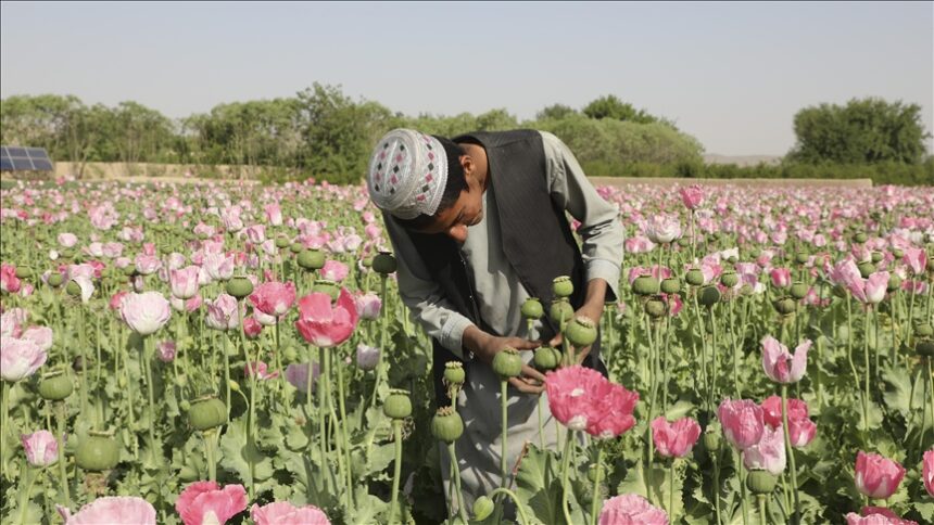 Spanish Newspaper Warns: Ban on Poppy Cultivation in Afghanistan Poses Deadly Risks for Thousands in Europe
