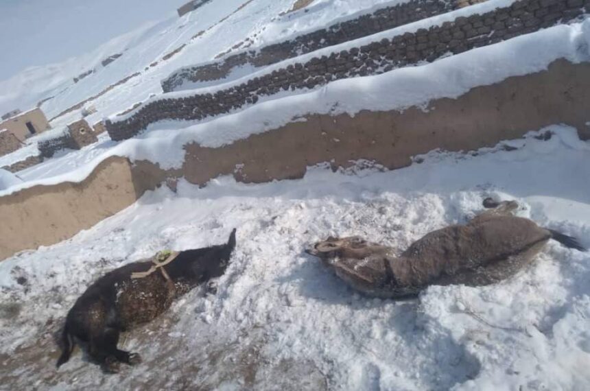 Cold weather has resulted in the deaths of over eight thousand livestock in Balkh province